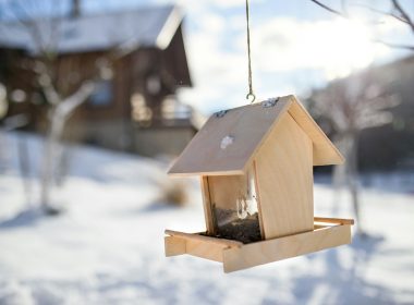 Winter Bird Food: Essential Nutrition for Wild Birds in the Cold Months