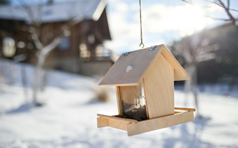 Winter Bird Food: Essential Nutrition for Wild Birds in the Cold Months